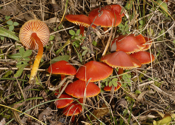 Kirschroter Saftling (Hygrocybe coccinea) - © Heinz  Prelicz